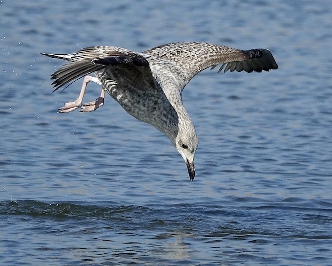 herring gull fishing